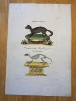 "Pine Martin.Tab VI"