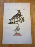 "Thrush. Tab LXIV"