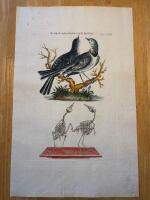 "Wagtails. Tab LXXVII"