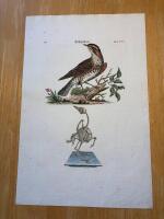 "Redwing. Tab LXVII"