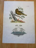 "Finch. Tab XXVIII"