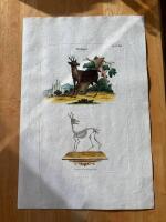 "Roebuck-deer. Tab LXXIII"