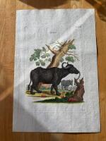 "Buffalo. Tab XLII"