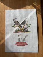 "Woodpeckers. Tab XXXVIII"