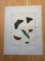 "Plate 1 from 'An Exposition of English Insects.....'"