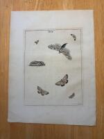 "Plate 2 from 'An exposition of English Insects...'"