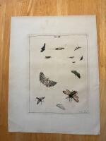 "Plate 3 from 'An Exposition of English Insects'"