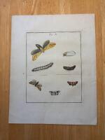 "Plate 4 from' An Exposition of English Insects'"