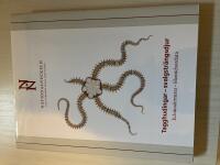 Tagghudingar - svalgstr&auml;ngdjur - Echinodermata - Hemichordata