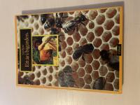 Ett &aring;r i big&aring;rden 