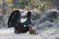 Tj&auml;dern och urskogen : i Tyresta nationalpark