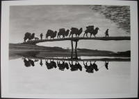 Walter Bosshard..  Camel train ........ Konst vykort/Fotokort