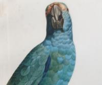 Le Perroquet Dufr&eacute;ne Pl. 91. (Blad ur verket "Histoire Naturelle Des Perroquets" 1801-1804)