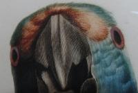 Le Perroquet Dufr&eacute;ne Pl. 91. (Blad ur verket "Histoire Naturelle Des Perroquets" 1801-1804)