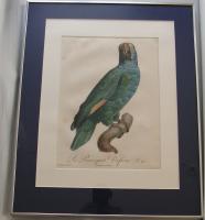 Le Perroquet Dufr&eacute;ne Pl. 91. (Blad ur verket "Histoire Naturelle Des Perroquets" 1801-1804)