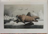 Svenska expeditionen till Spetsbergen &aring;r 1861 under ledning af Otto Torell