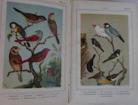 TROPEFUGLENES LIV I FANGENSKAB. HAANDBOG I FUGLENES R&Oslash;GT OG PLEJE OG OPDR&AElig;T. (1-2 i en volym)