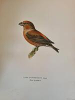 Svenska F&aring;glar. Efter naturen och p&aring; sten ritade