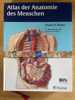 Due gestalter Anatomie des Menschen