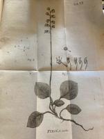 PYROLA media, en ny Svensk v&auml;xt och beskrefven af O Swartz