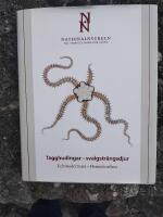 Tagghudingar - svalgstr&auml;ngsdjur. Echinodermata - hemichordata