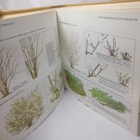 Vackrare tr&auml;dg&aring;rd