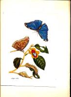 12 tavole a colori di farfalle da incisioni del 1699