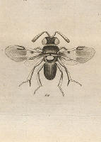 F&ouml;rs&ouml;k till uppst&auml;llning af insect-familjen Pteromalini, i synnerhet med afseende p&aring; de i Sverige funne arter. I-II. (Extrakt ur Vetenskapsakademiens handlingar 1820).