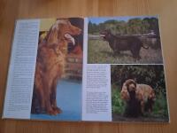 Hundar : det b&auml;sta som finns