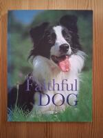 the Faithful DOG