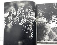 I Arontorp d&auml;r blommar en ros Bilder av Beata Bergstr&ouml;m