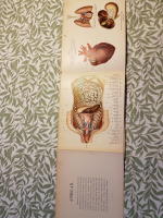 Anatomisk karta &ouml;fver m&auml;nniskokroppen