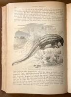 Djurens lif, f&ouml;rsta bandet, D&auml;ggdjuren