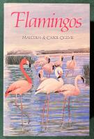 Flamingos