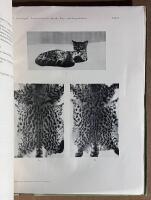 S&uuml;damerikanische Busch-, Berg- und Steppenkatzen