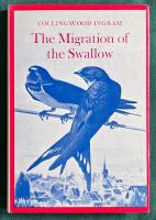 The migration of the swallow - Symbol of summer - talisman of good fortune