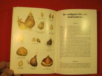 V&aring;rblommande l&ouml;k- och kn&ouml;lv&auml;xter