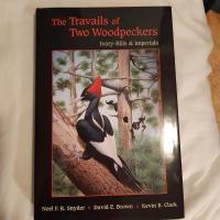 TheTravails of the two Woodpeckers. Ivory-bills and Imperial