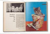 Cats Cats Cats Cats Cats Cats