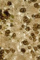 Lifvet p&aring; Island under sagotiden