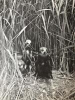 Life of the Harrier in Denmark. Observations from breeding places in west Jutland.