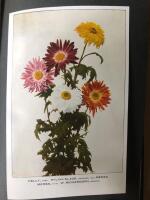 Chrysanthemum og Lathyrus. En vejledning for havevenner.