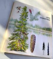 V&aring;ra skogstr&auml;d