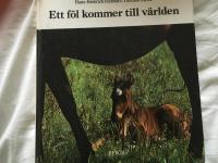 Ett f&ouml;l kommer till v&auml;rlden
