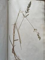 &Auml;ldre herbarium med 58 v&auml;xter