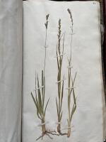 &Auml;ldre herbarium med 58 v&auml;xter
