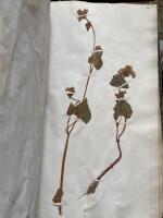 &Auml;ldre herbarium med 58 v&auml;xter