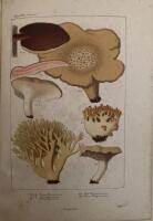 Danmarks spiselige svampe. Kortfattet vejledning til at benytte svampene som n&aelig;ringsmiddel og til at undgaa forgiftninger ved dem.