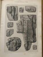 Paleontologia dell'iglesiente in Sardegna. Fauna Cambriana. Trilobiti