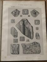 Paleontologia dell'iglesiente in Sardegna. Fauna Cambriana. Trilobiti